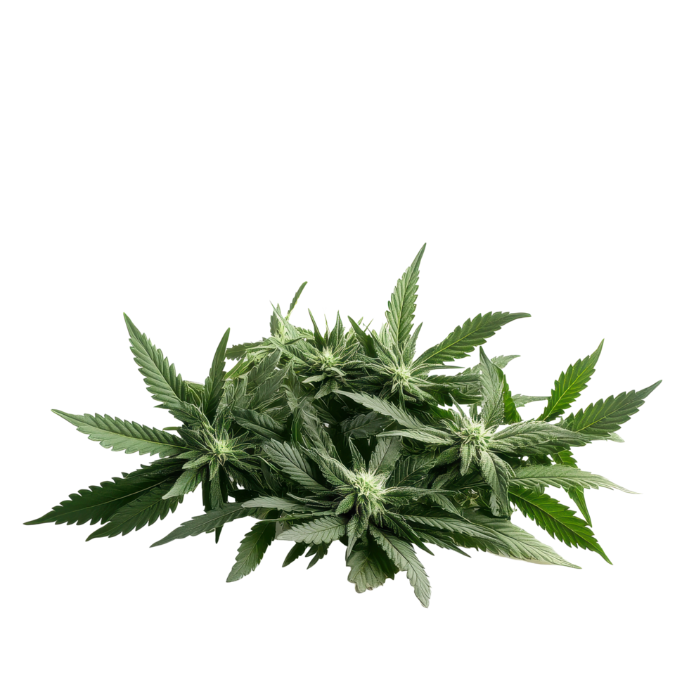 Bunch of fresh marijuana plants displayed on a white surface with a clean background, bunch marijuana plants on a white surface png
