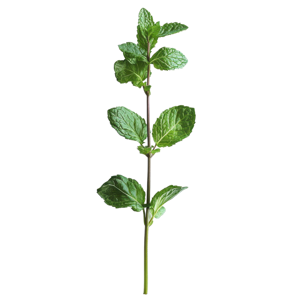 Fresh mint stem with vibrant green leaves against a simple Transparent background enhancing its elegant appearance, Single mint stem with leaves White background png
