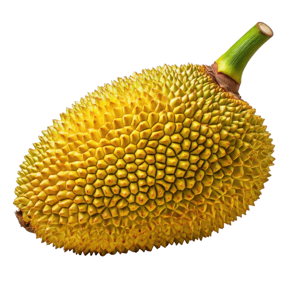 Jackfruit with vibrant yellow rind isolated on Transparent background showcasing its unique texture and shape, Jack fruit isolated on background png