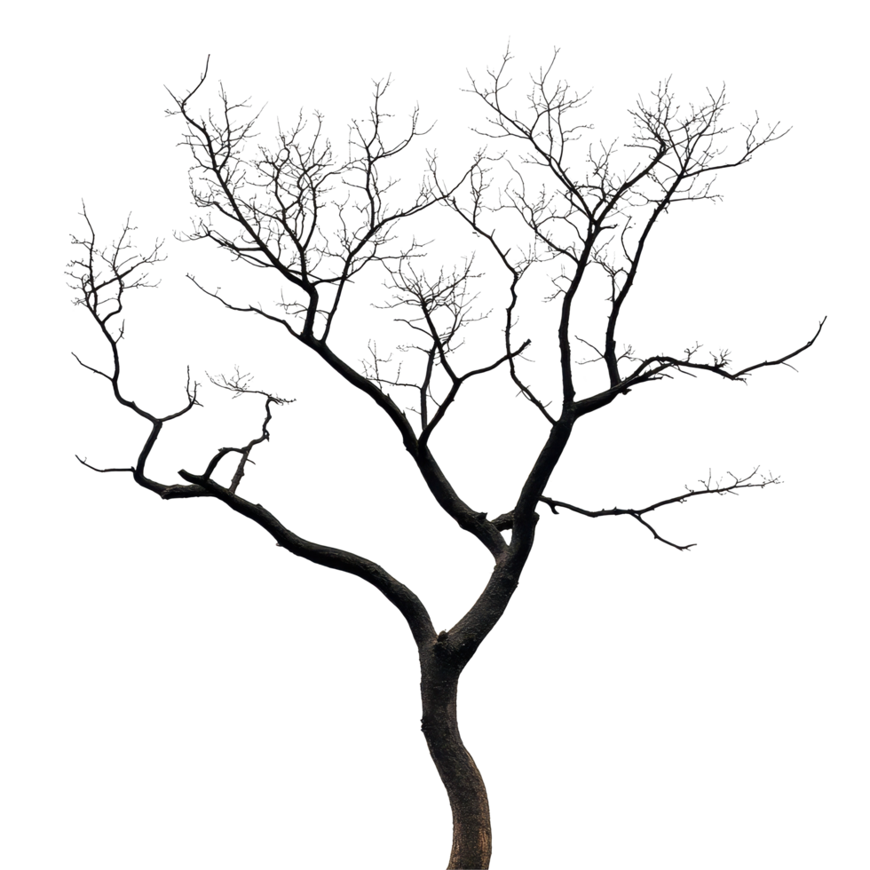 Dry tree silhouette against Transparent background showcases intricate branch patterns, silhouette dry tree on background png