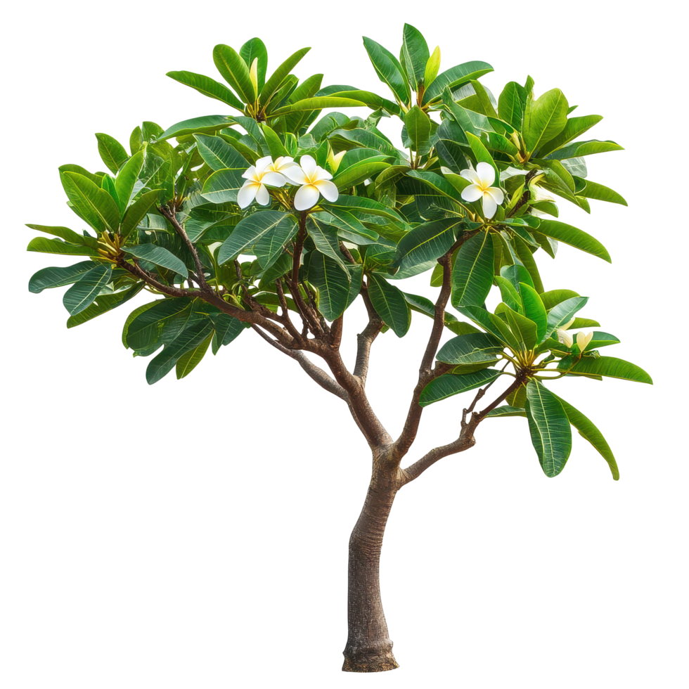 Frangipani tree showcases vibrant green leaves and delicate flowers in closeup view, Closeup photo frangipani tree with beautiful leaves isolated on Transparent background png