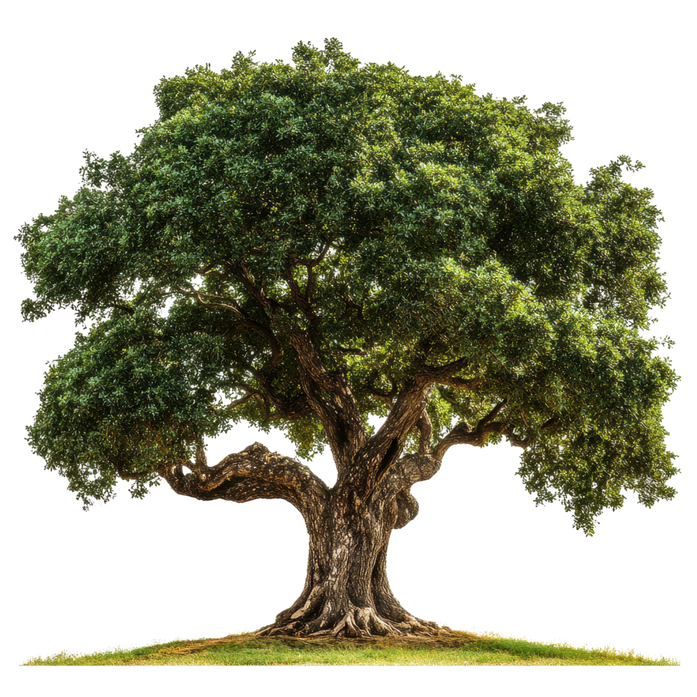 Majestic tree with a large trunk standing alone in a lush green field under clear sky, tree with a large trunk and a very large trunk Transparent background png