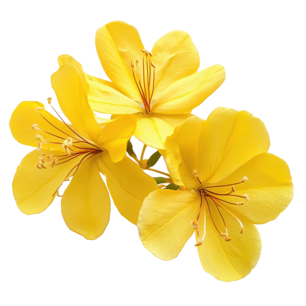 Beautiful closeup of vibrant yellow Ratchapruek flowers showcasing their delicate petals and intricate details, Closeup beautiful yellow Ratchapruek flowers isolated on Transparent background png