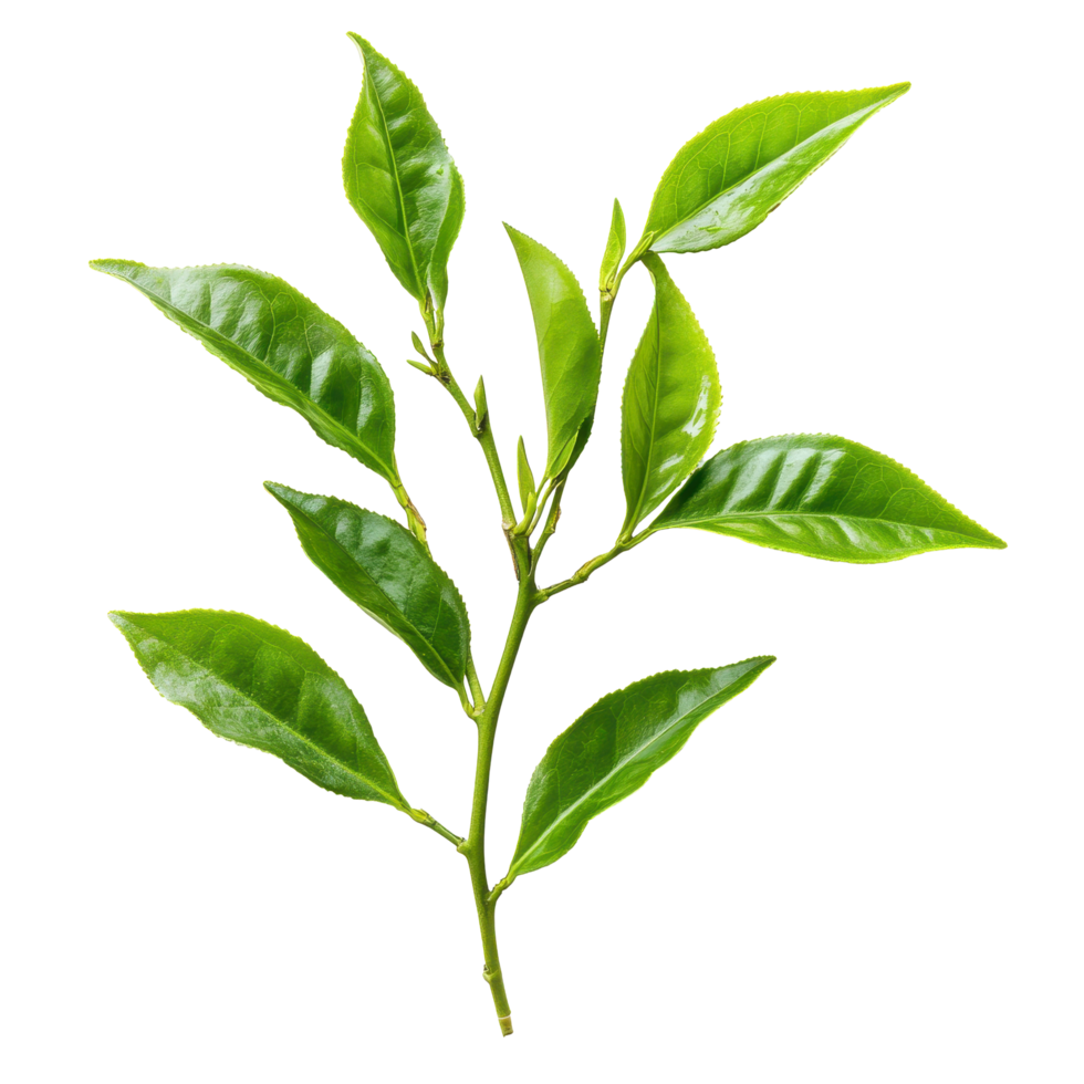 Fresh green tea leaves isolated on a clean white background ready for brewing or culinary use, green tea leavesisolated on white background png