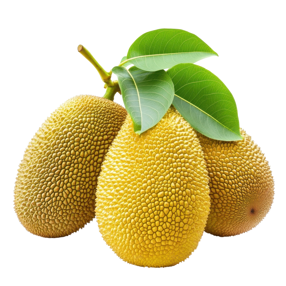 Fresh jack fruits isolated against a clean white background showcasing unique texture and shape, fresh jack fruits isolated on white background png