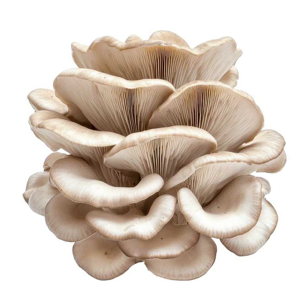Fresh oyster mushroom displaying delicate layers and unique shape on Transparent background, oyster mushroom isolated on background png
