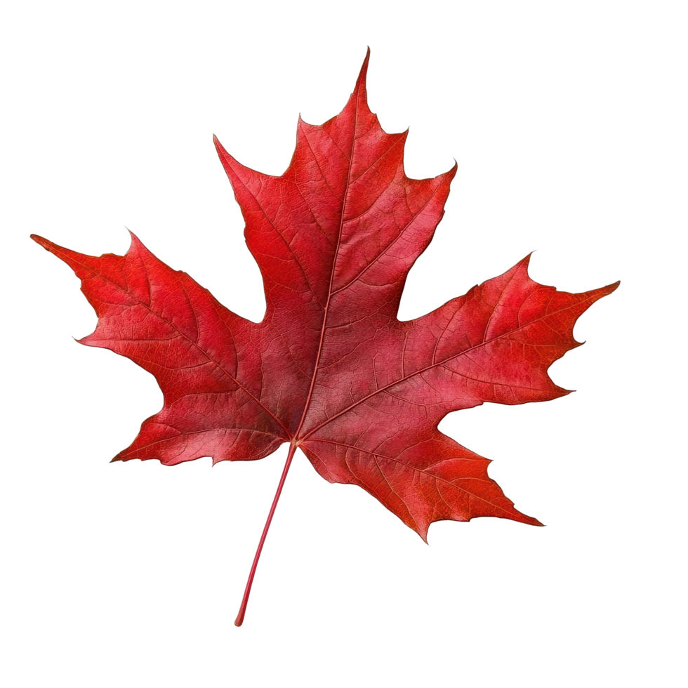 Red maple leaf showcasing vibrant autumn colors against pure Transparent background, Red maple leaf isolated on background png