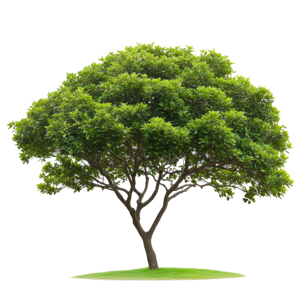 Dense green leafed tree stands majestically against a plain Transparent background creating a striking visual impact, Isolated image dense green leafed tree on a background png