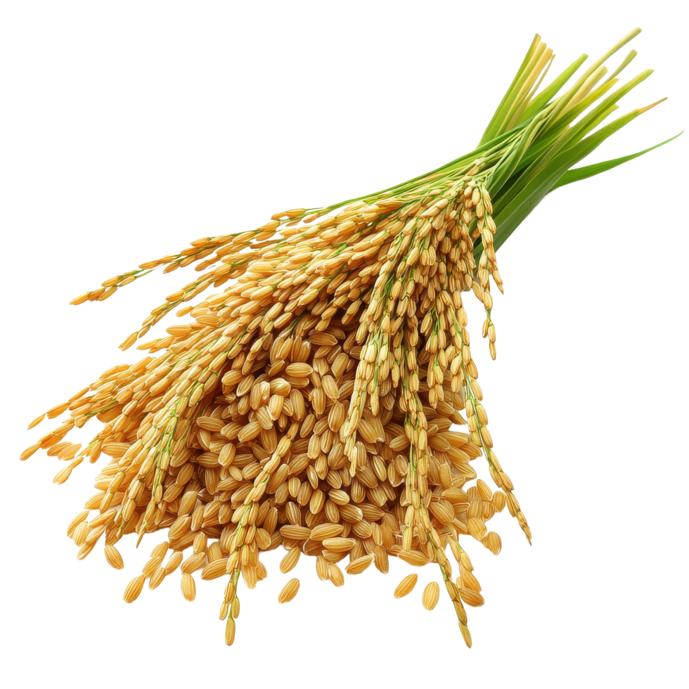Paddy rice harvested and displayed on a Transparent background ready for culinary use, paddy rice isolated on on background png