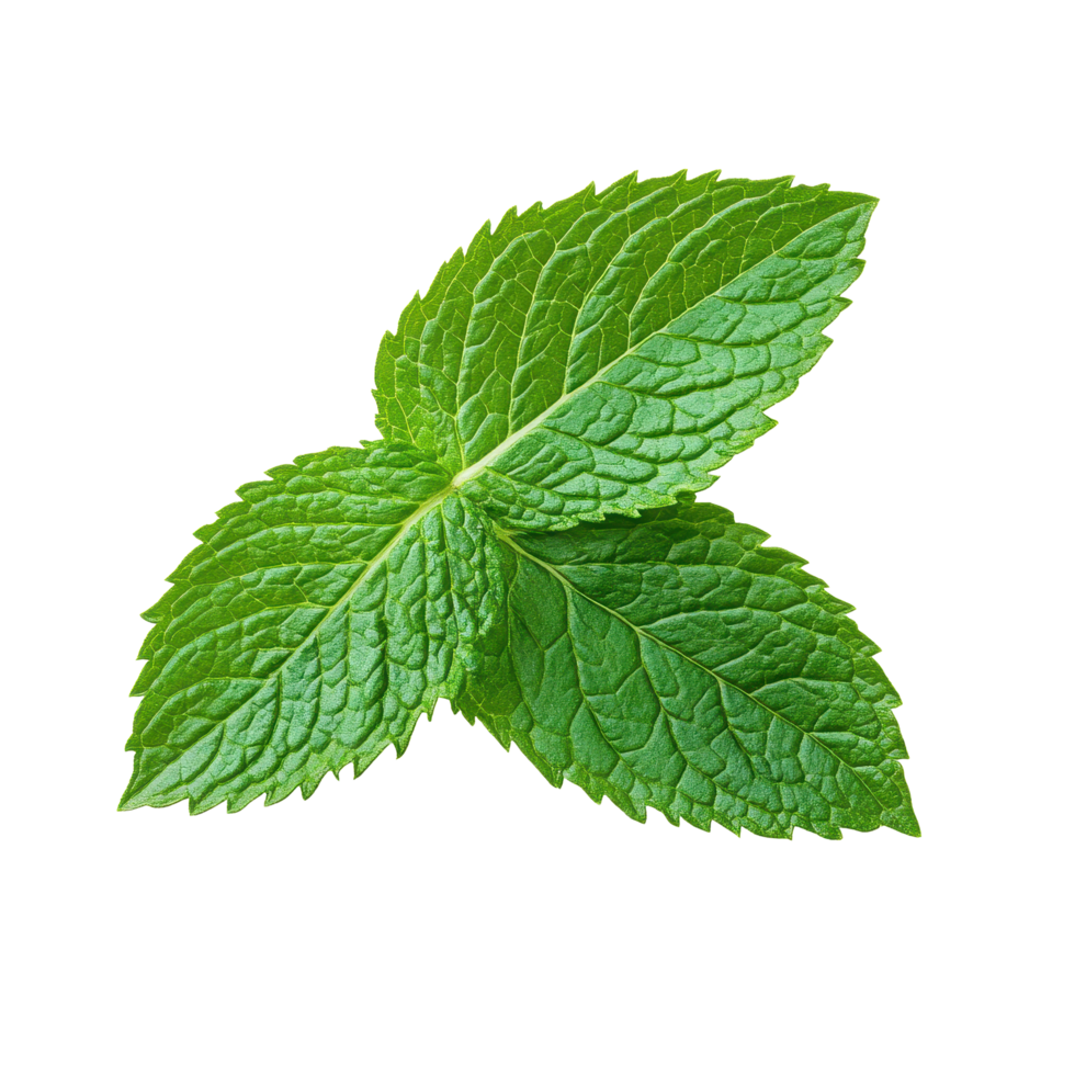 Fresh mint leaves isolated on Transparent background for culinary and aromatic uses, Fresh mint leafs isolated on background png