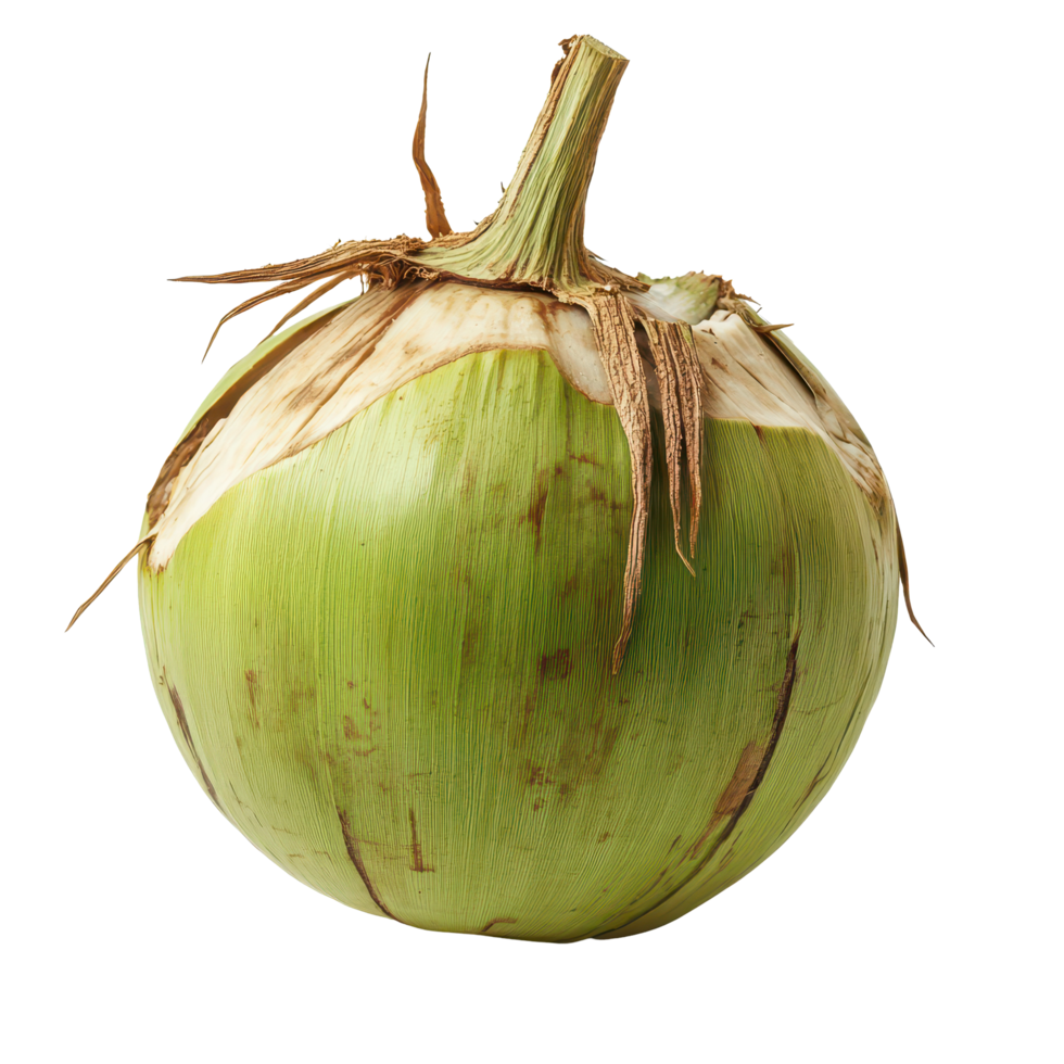 Young coconut isolated on a Transparent background showcasing its green exterior and rough texture, young coconut isolated on background png