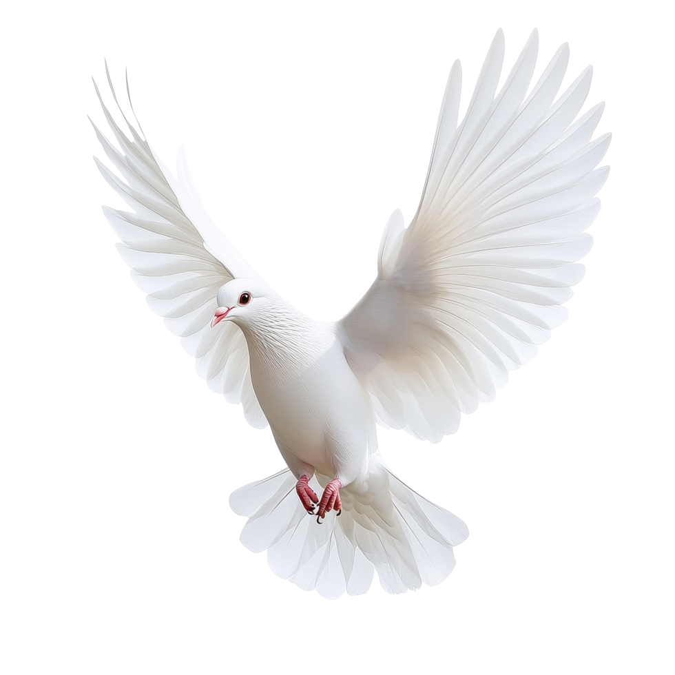 Dove symbolizes freedom and peace soaring against a Transparent background, dove freedom peace symbol isolated on White background png