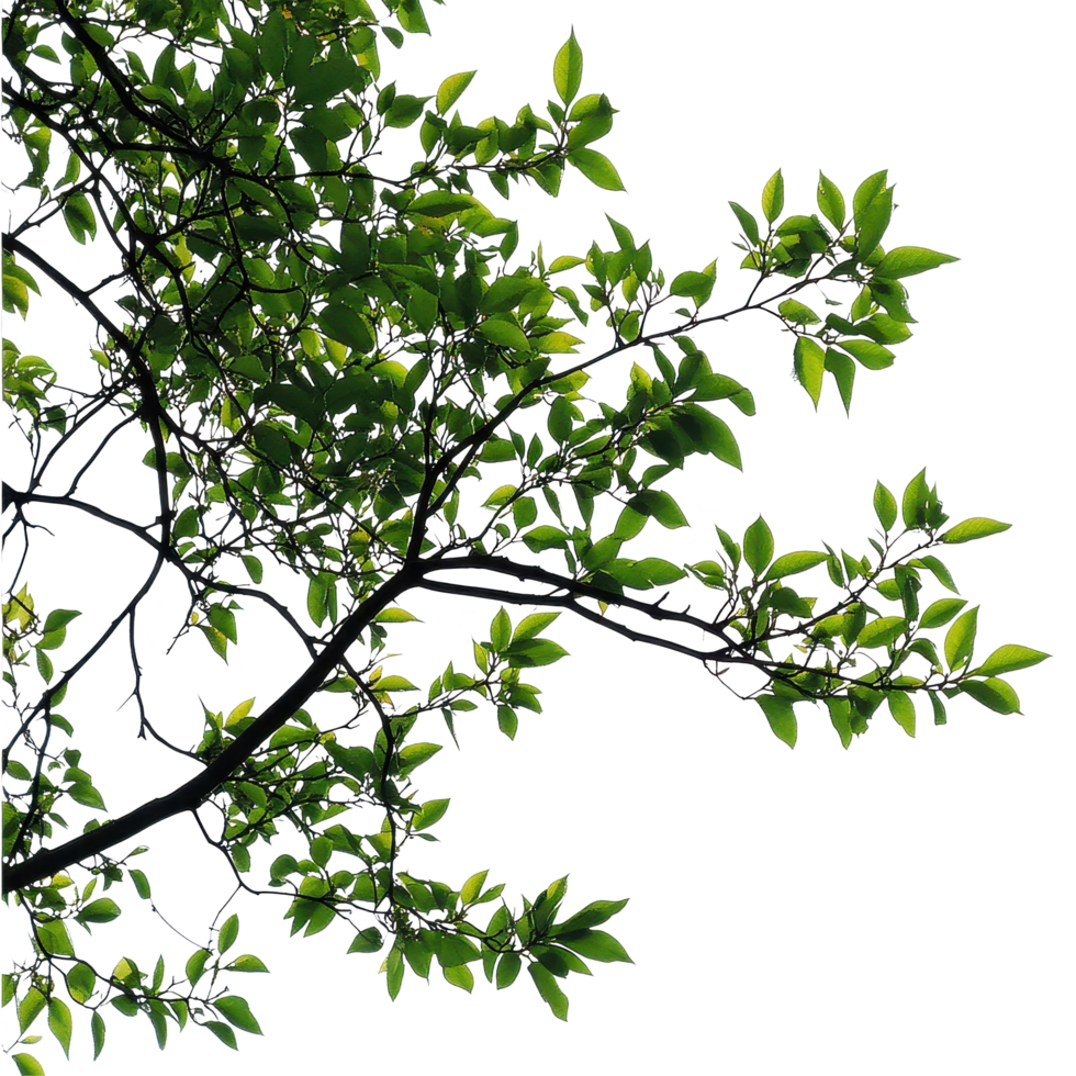 Branch adorned with vibrant green leaves against a bright white backdrop in daylight, Isolated image a branch with leaves a large tree on a white background png