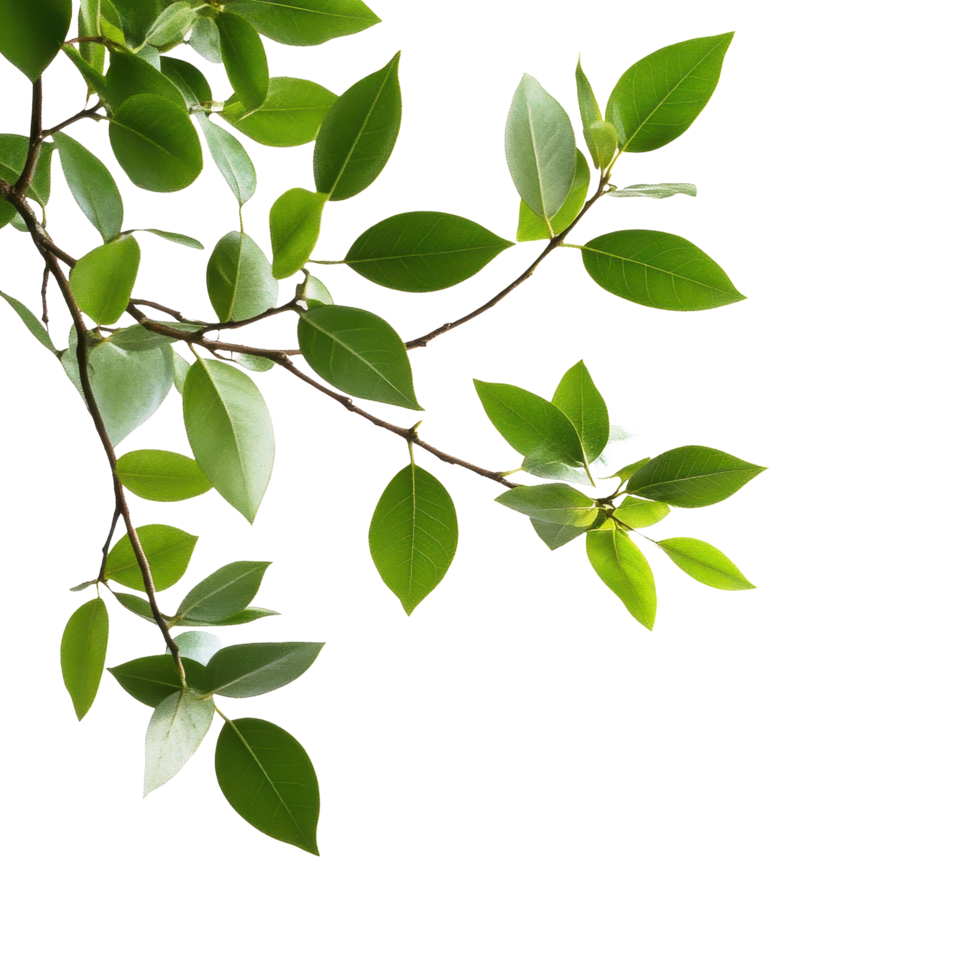 Closeup of vibrant green leafy branches against a bright Transparent background showcasing natural beauty, Closeup view green leafy branches isolated on background png