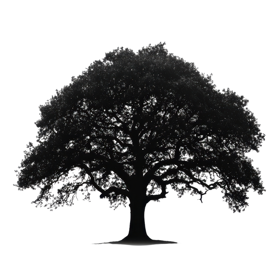 Large tree silhouette stands out against a Transparent background in a minimalist natural representation, Picture big tree silhouette isolated on background png