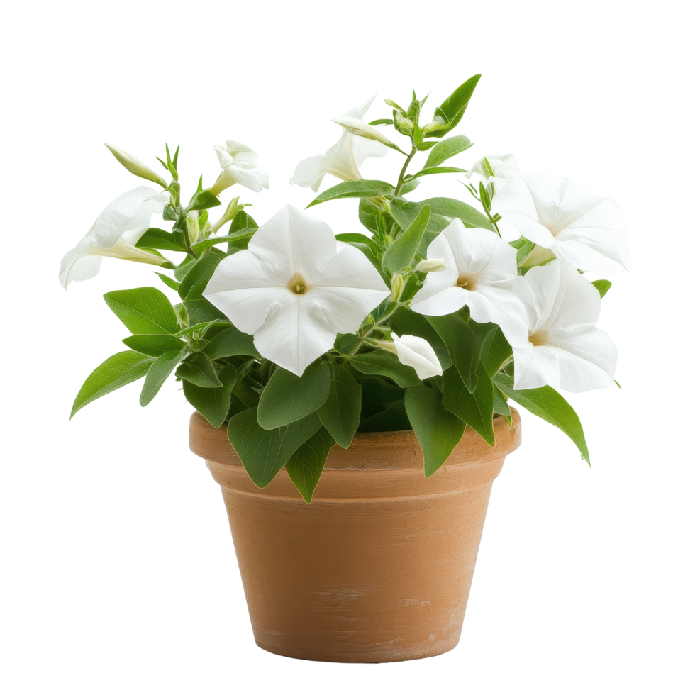 Blooming white flowers in a terracotta pot showcasing nature s beauty in intricate detail, Closeup view blooming white flowers grown in pots isolated on Transparent background png