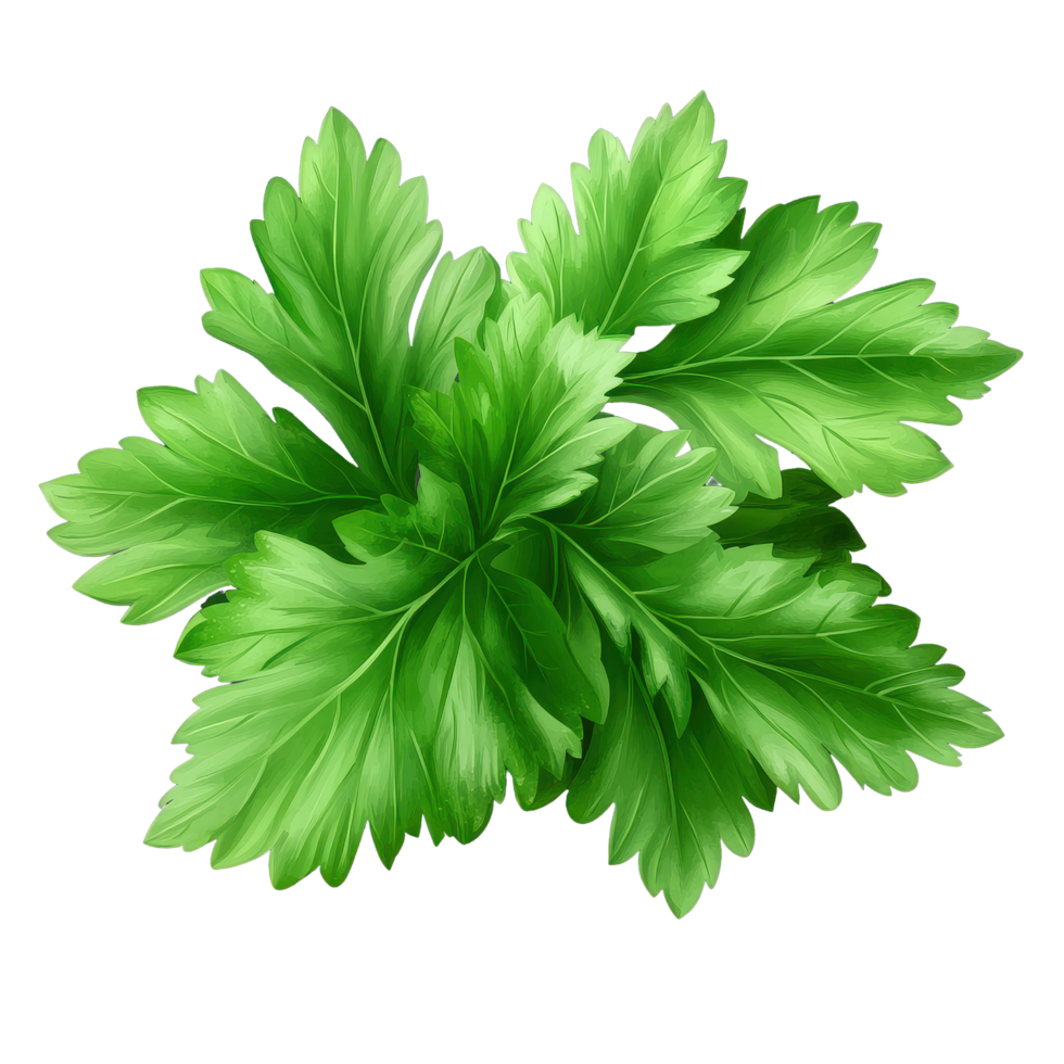 Fresh celery mint parsley leaves isolated on a transparent background showcasing vibrant green hues and textures, Celery Mint Parsley leaf isolated on trransparent png