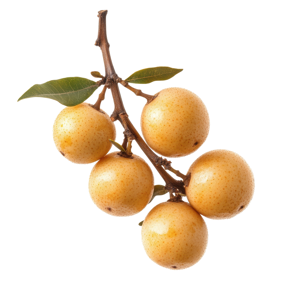 Fresh longan fruits hanging on a branch against a white background showcasing their unique texture and color, fresh longan on white background png