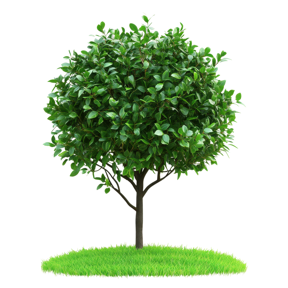 Bush thriving with vibrant green leaves on a white background with lush grass at the base, Image a group marine fish isolated on a white background png