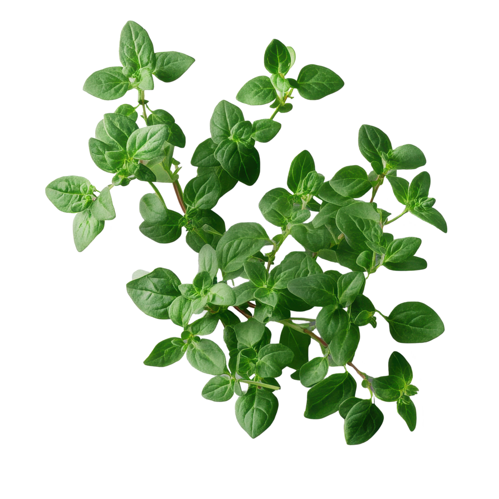 Fresh oregano herb displayed on a light background, perfect for culinary use and recipes, Fresh oregano herb on ransparent png