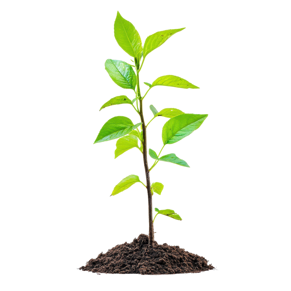 Growing tree with young leaves emerging from rich soil in a bright setting, Isolated image growing tree with young leaves on Transparent background png