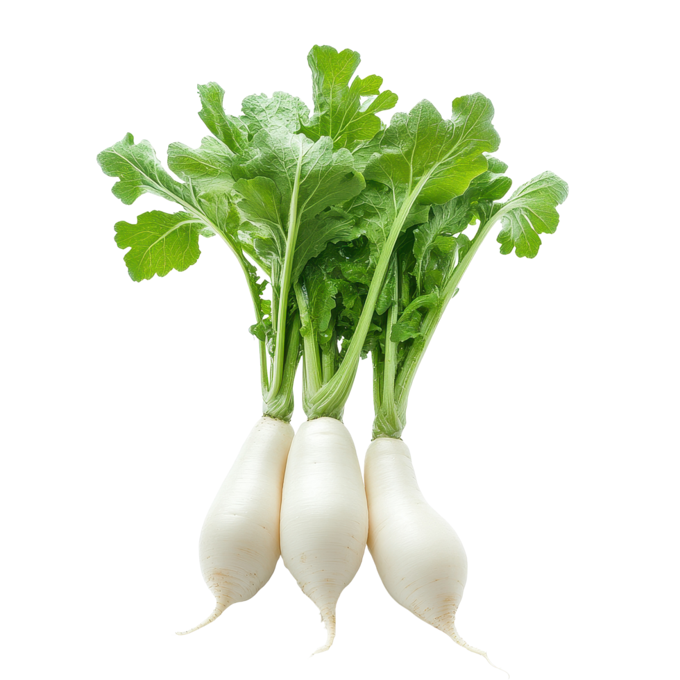 Fresh daikon radishes with greens against a clean Transparent background showcasing their natural shape, Daikon radishisolated on background png