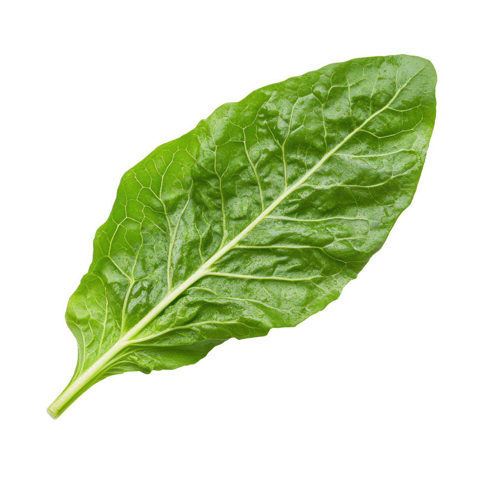 Fresh, vibrant lettuce leaf isolated on a clean Transparent background for culinary use and healthy meals, Lettuce leaf isolated on background png