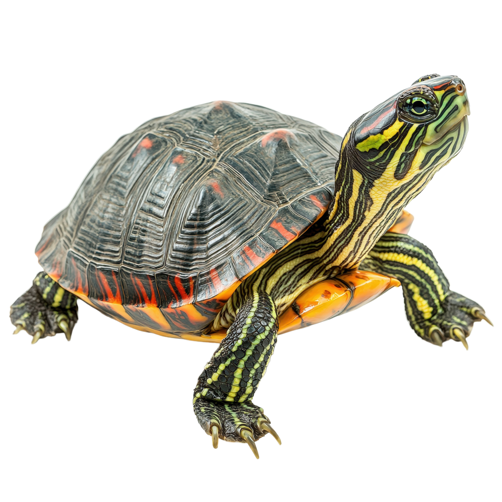 Red eared slider turtle on isolated Transparent background showcasing vibrant shell and distinctive features, red eared slider turtle,isolated background png