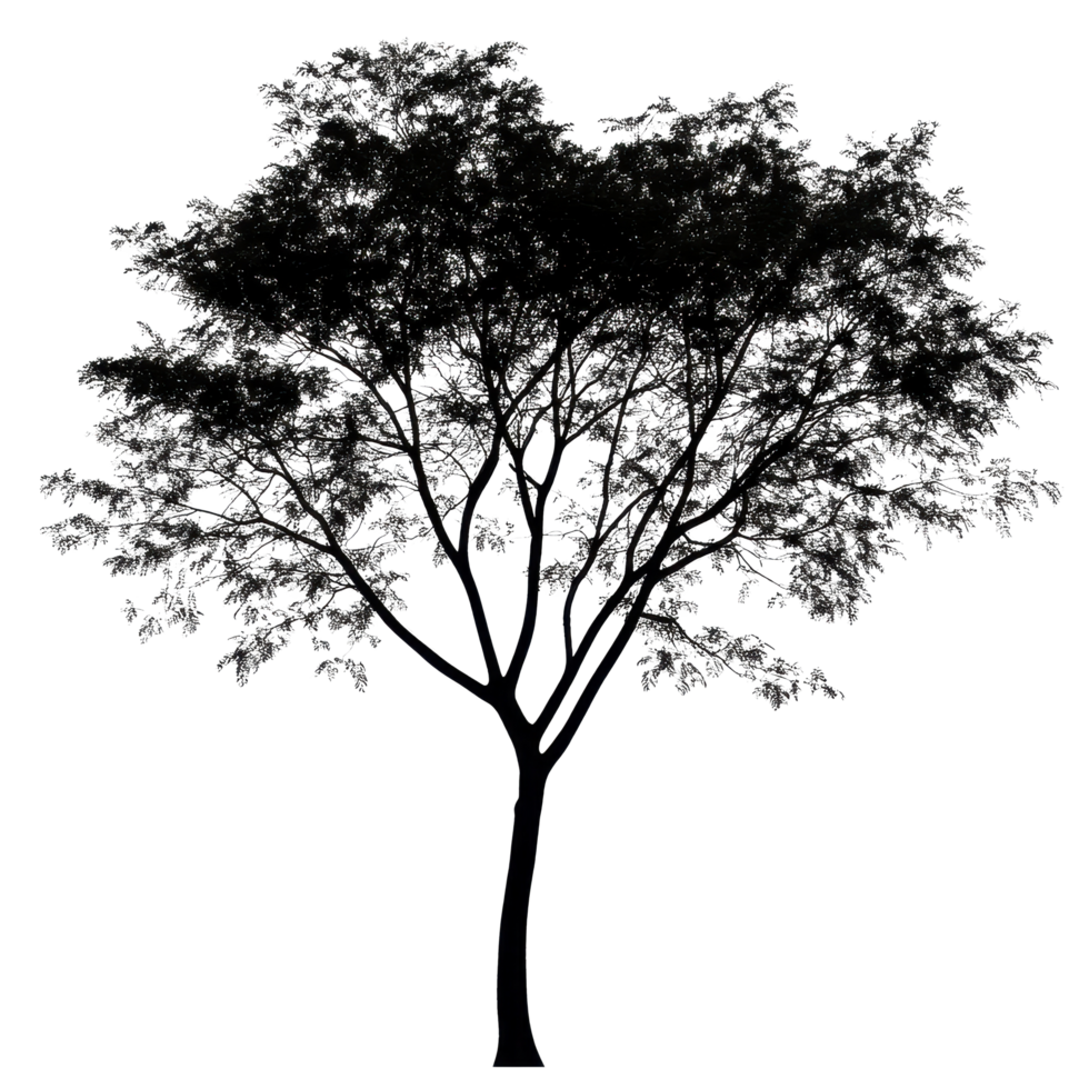 Silhouette of a large tree with intricate branches and leaves against a Transparent background, Photo branches with leaves a large tree isolated on a background png