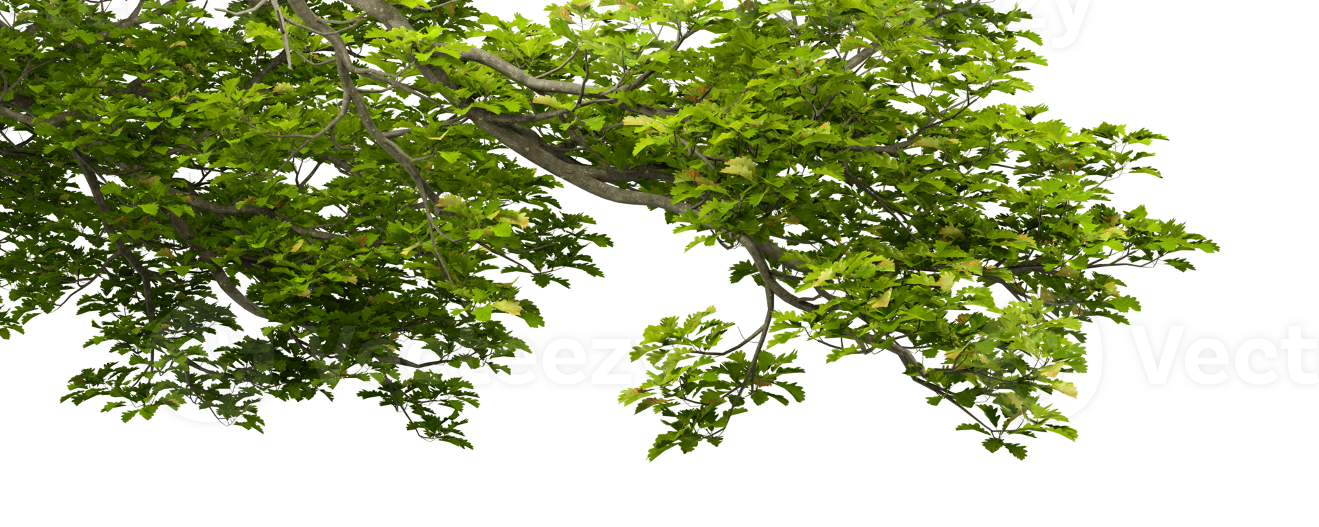 Jungle greenery tropics tree branches cutout transparent backgrounds 3d illustrations png