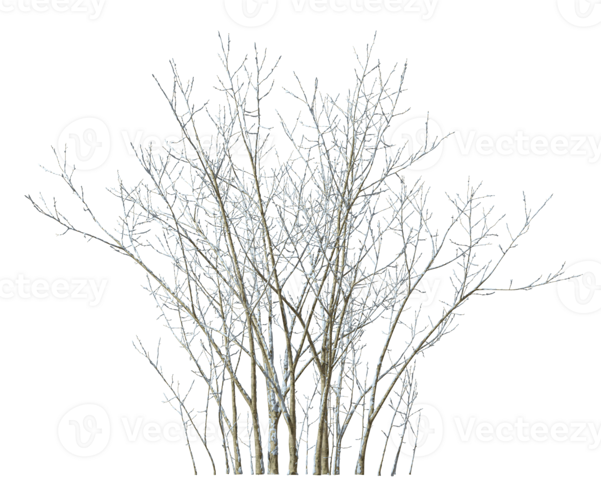 Dried tree branches cover with snowy cutout transparent backgrounds 3d rendering png