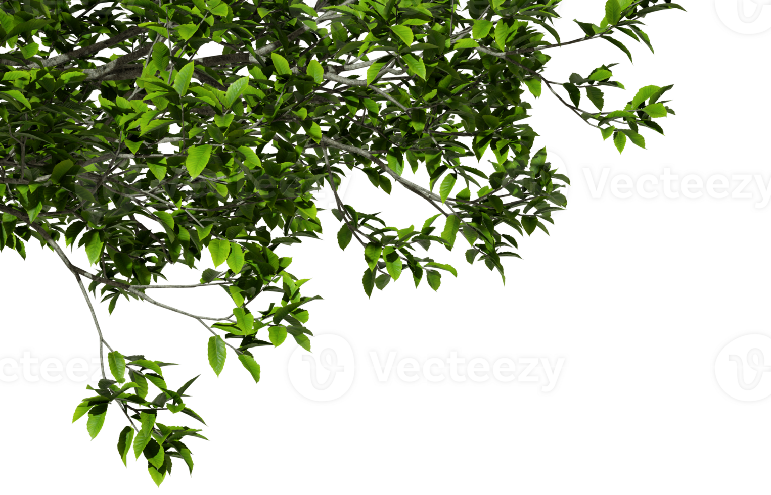 Greenery leaves tree branches foreground on transparent backgrounds 3d rendering png