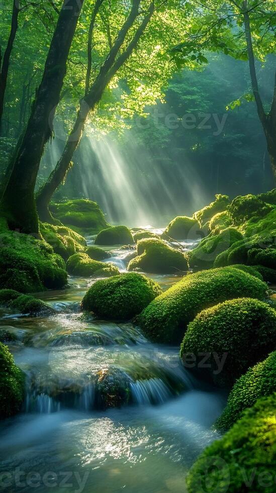 Sunbeams filtering through trees illuminating mossy rocks in pristine stream photo