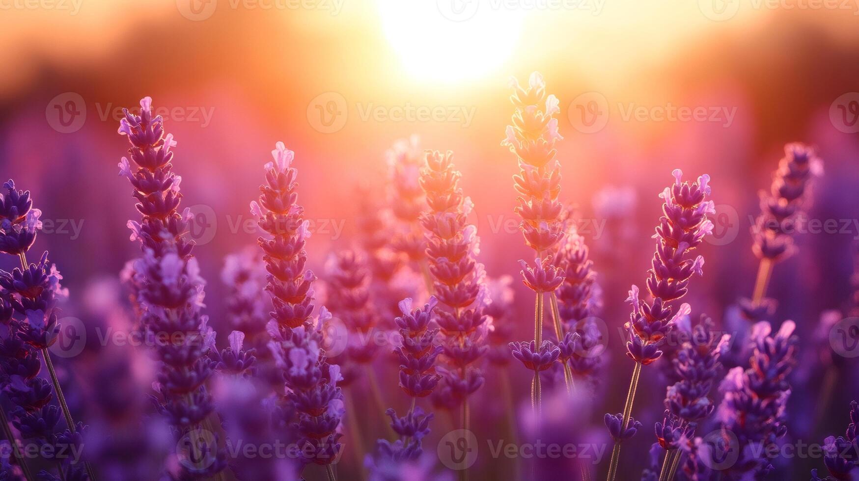 Lavender flowers blooming in a field at sunset creating a beautiful scenery .. photo
