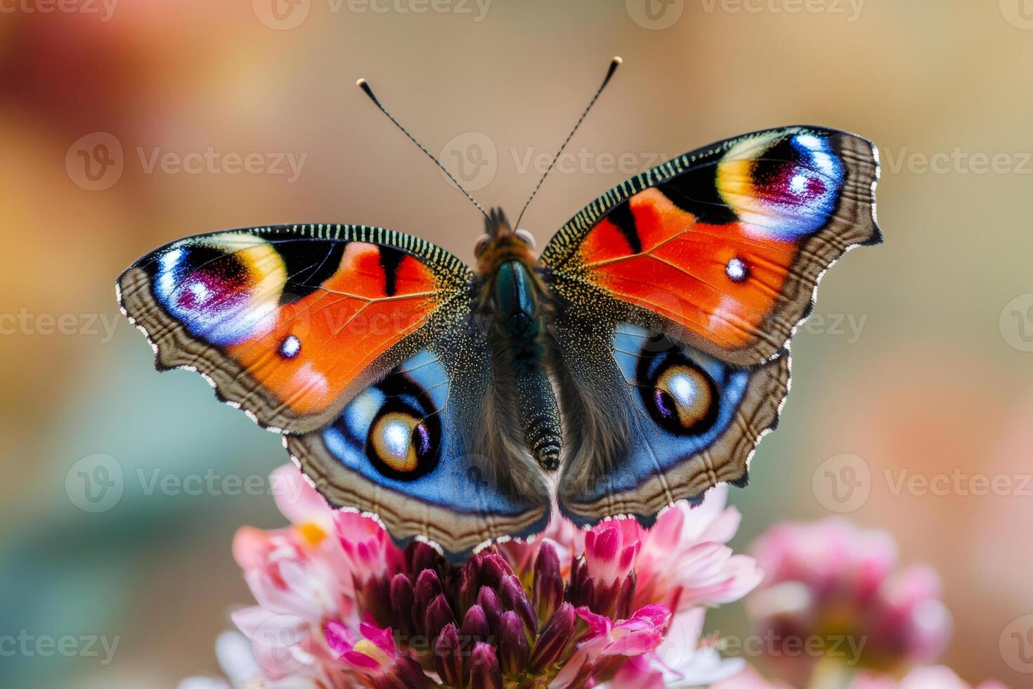 Colorful peacock butterfly resting on pink flower in summer garden photo
