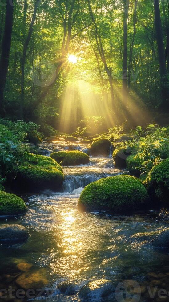 Sunbeams lighting mossy rocks in a pristine forest stream photo