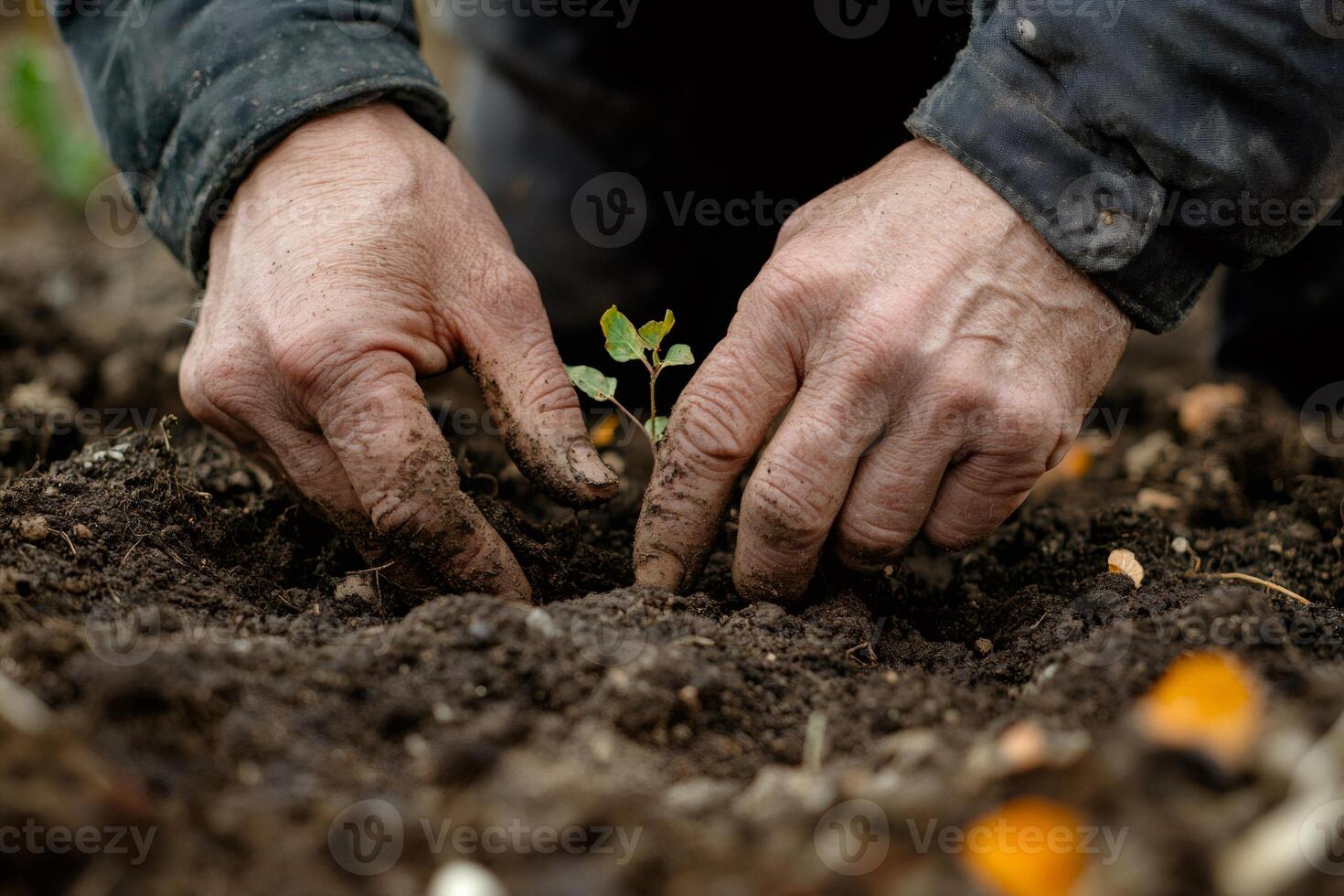 Farmer planting small sprout in fertile soil photo