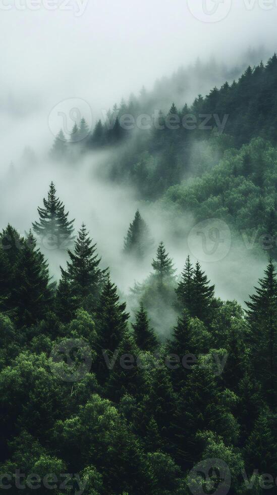 Fog rolling over evergreen forest on mountainside photo