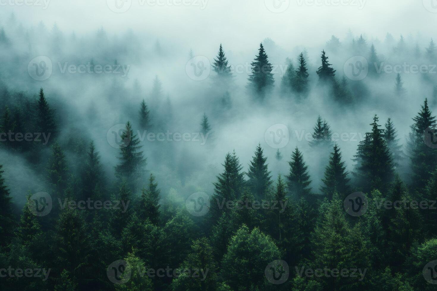 Misty forest landscape with evergreen trees creating a serene atmosphere photo