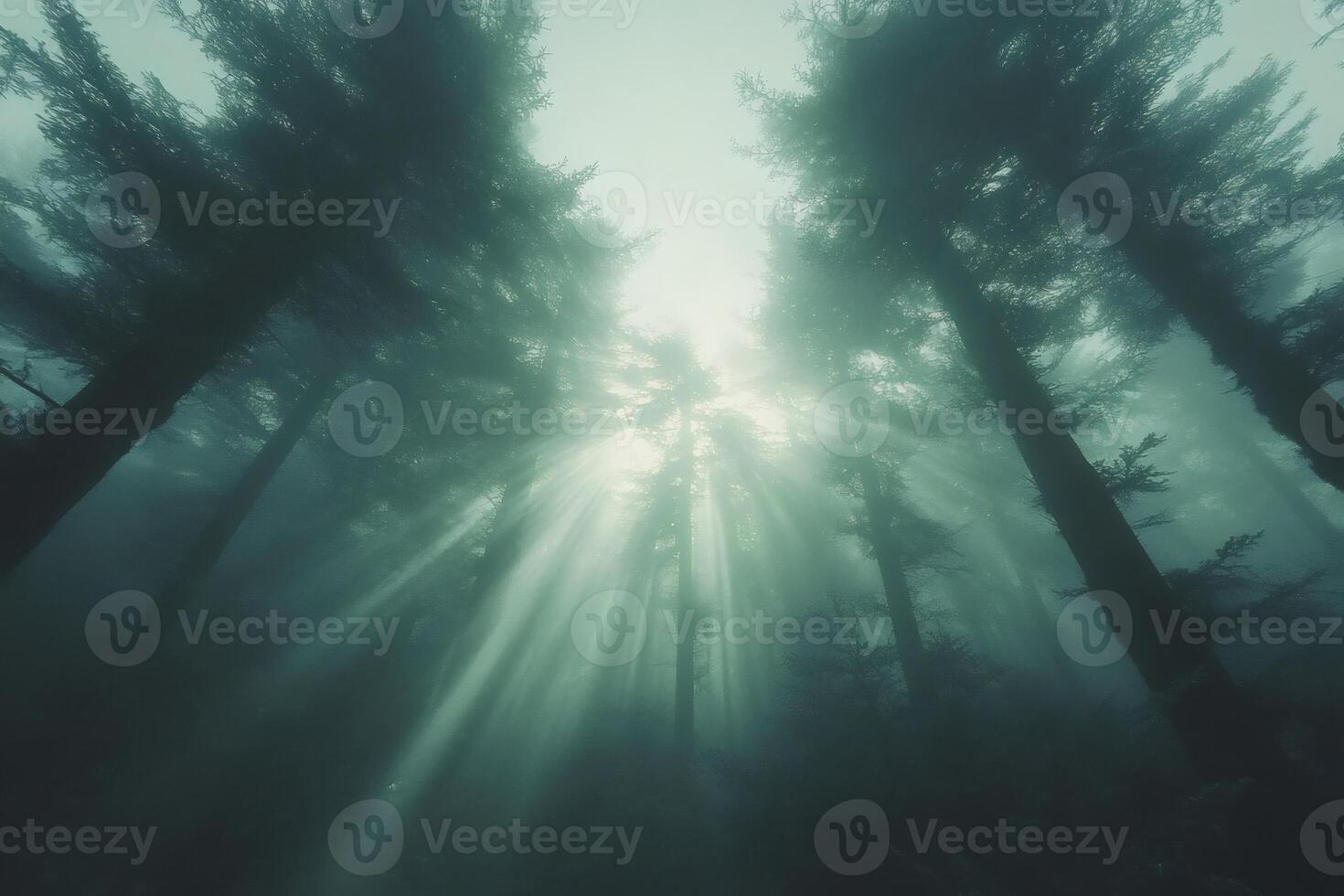 Majestic sunlight streaming through forest trees photo