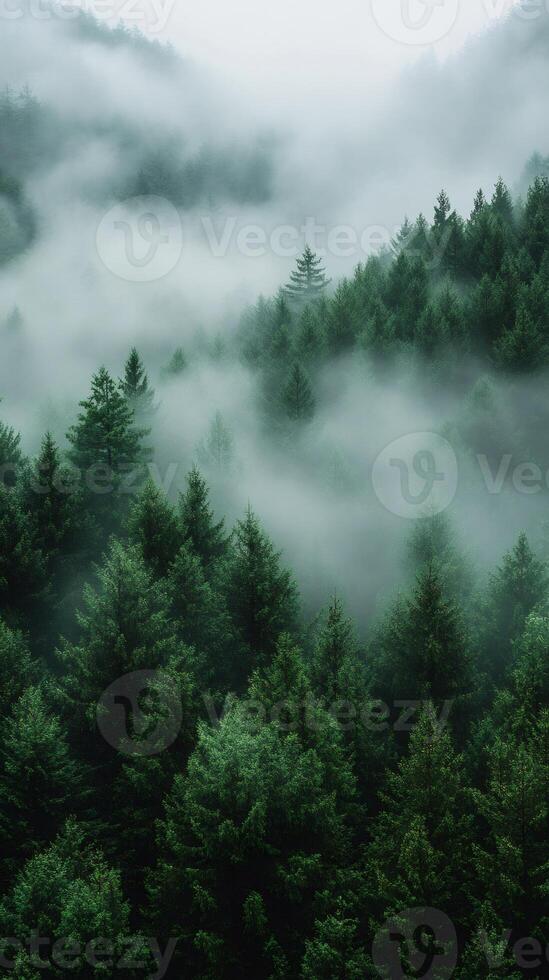 Fog rolling over evergreen forest creating a mystical atmosphere.. photo