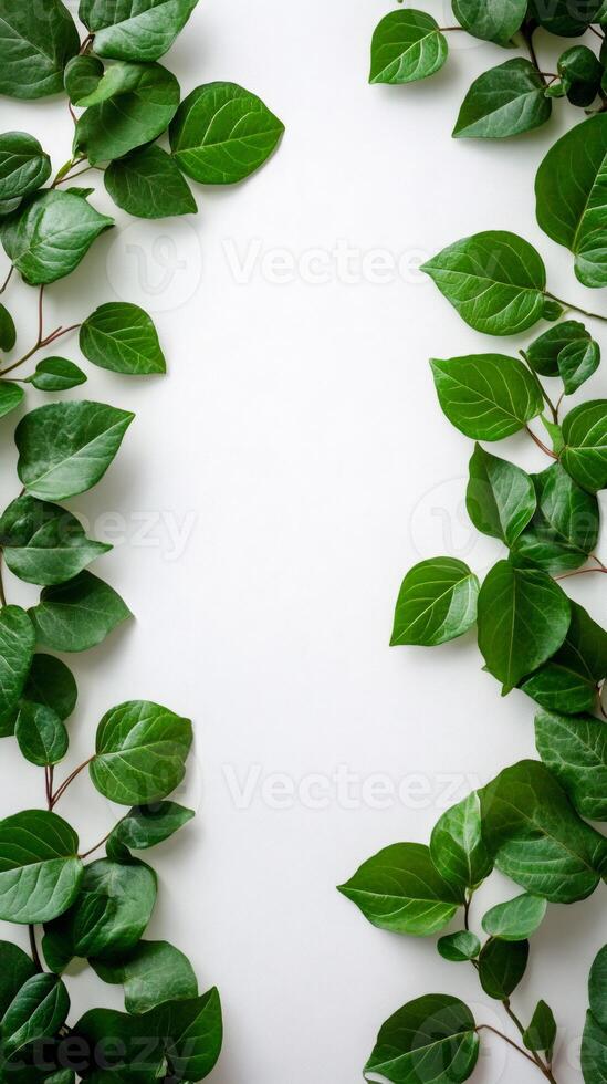 Green leaves branches creating frame on white background photo