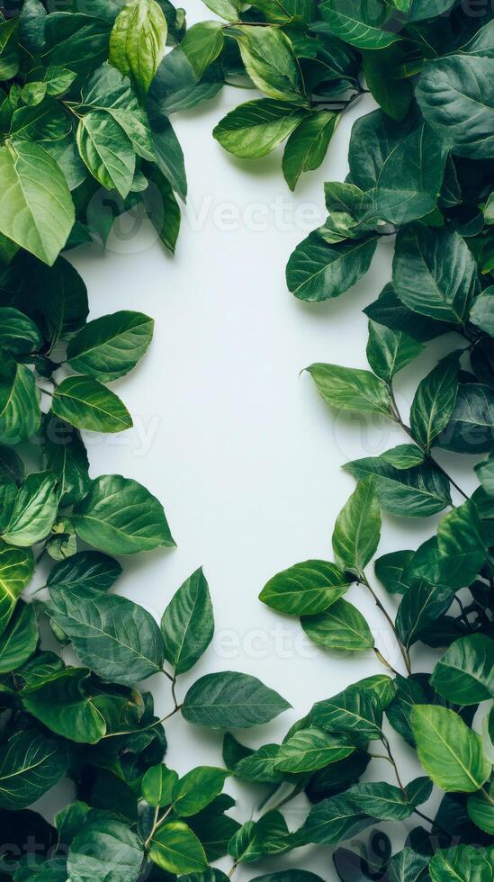 Green leaves creating a frame on white background photo