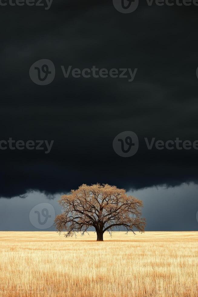 A lone tree stands in a field under a dark sky photo