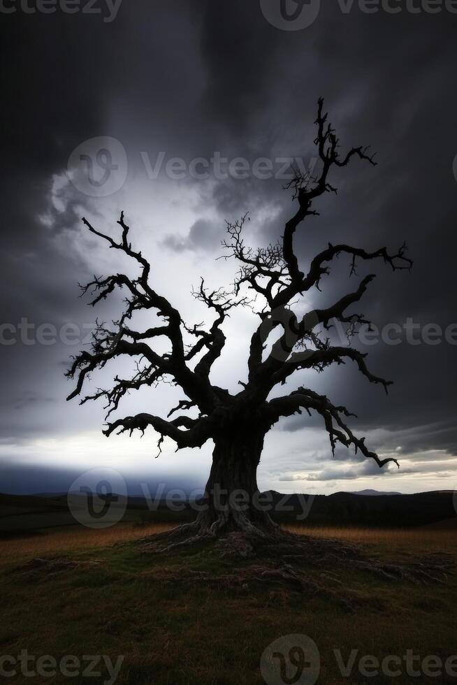 A tree with no leaves in front of a stormy sky photo
