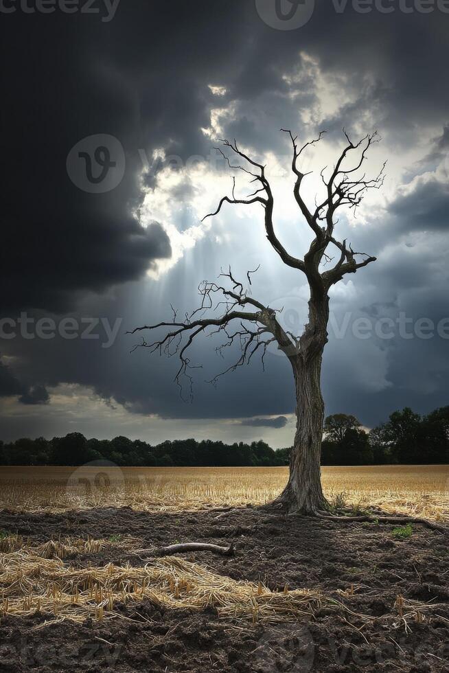A dead tree in a field with dark clouds photo