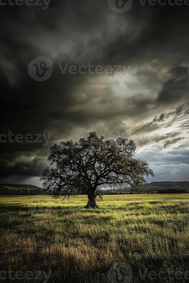Majestic oak tree stands alone in a dramatic sky over open fields photo
