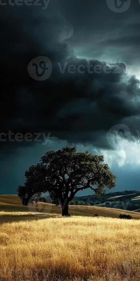 Oak tree stands alone in a darkening sky over golden fields photo