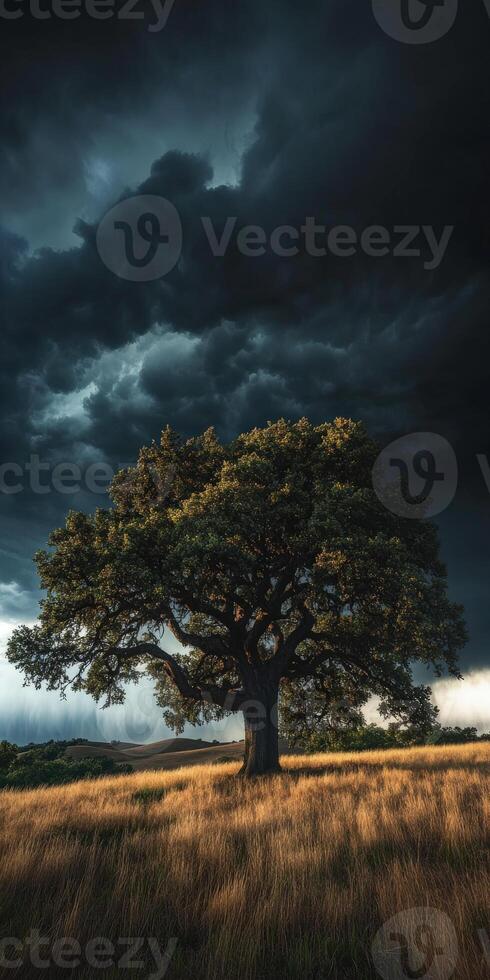 Solitary oak tree under a dramatic sky in an open field during evening light photo