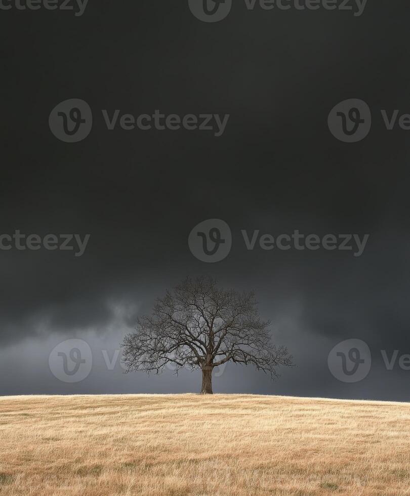 A lone tree stands in a field under a dark sky photo